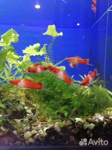 Велифера снежинка Меченосцы Кои кохаку