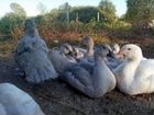 Мускусные утки(индоутки)