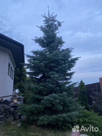Пихта одноцветная
