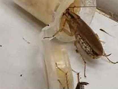 Капсулы,средство от тараканов