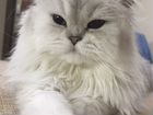 Персидский кот -вязка