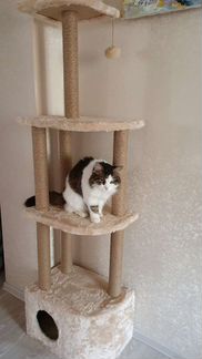 Передержка кошек домашняя