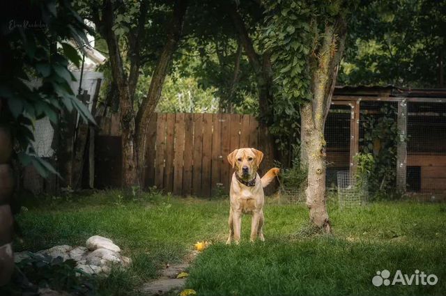 Гостиница (передержка) для собак 