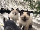 Котята от сиамской кошечки объявление продам