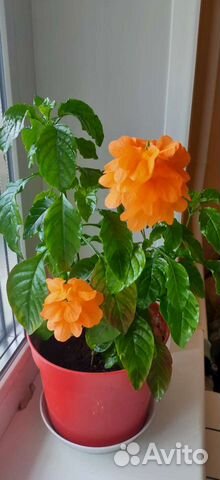 Кроссандра