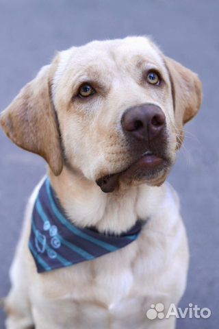 Лабрадор для вязки
