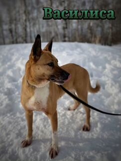 Породистая красивая рыжая ласковая собака