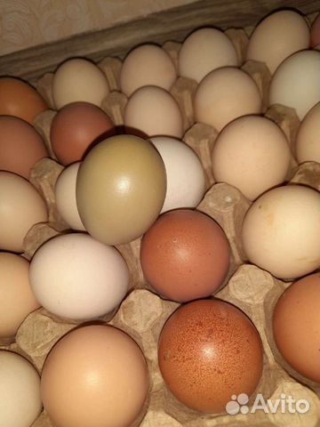 Инкубационное яйцо,подрощенные цыплята несушки