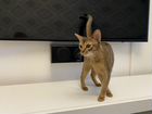 Молодая абиссинская кошка абиссинка объявление продам