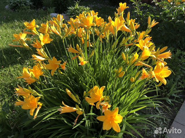 Лилейник, уличные цветы