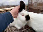 Кролики калифорнийские объявление продам