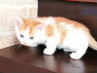 Котёнок Сибирский объявление продам