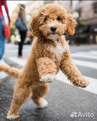 how big will my mini labradoodle get