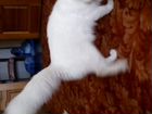 Потерялся белый ангорский котик объявление продам