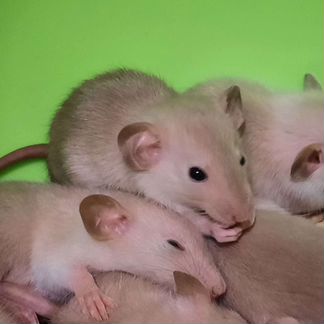 Крысята Дамбо крысы. Корма, наполнитель, клетки