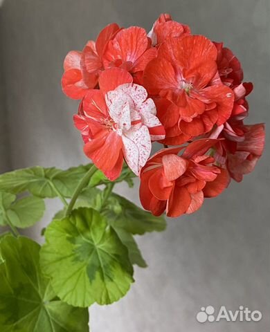 Пеларгония