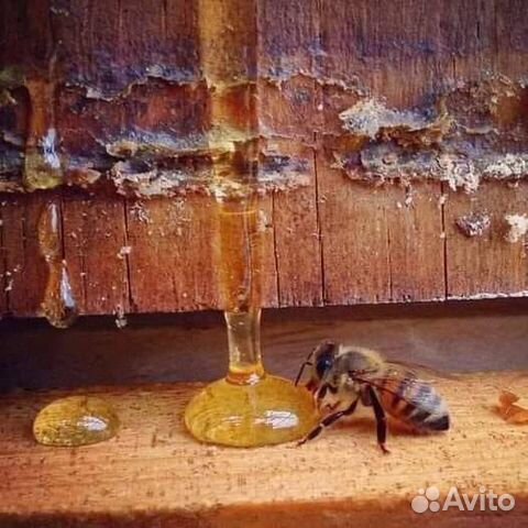 Свежий цветочный в банках по 3 литра