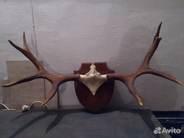 Рога брутального лося