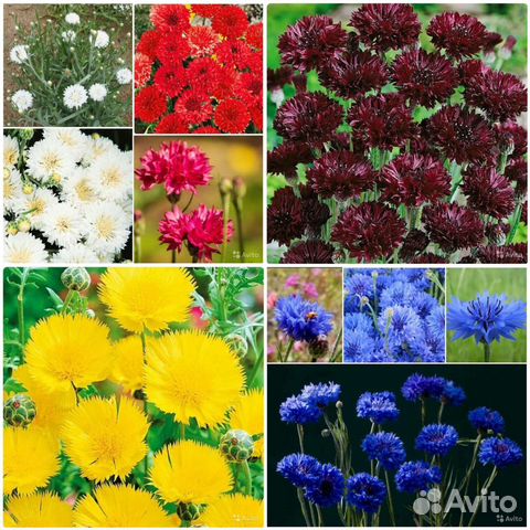 Васильки махровые семена