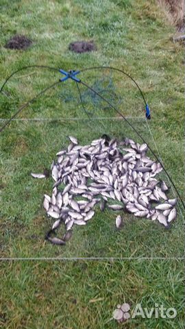 Живец карась