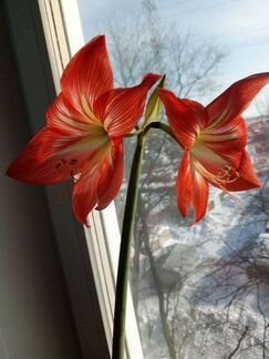 Детки гиппеаструма