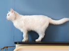Белый котик в добрые руки объявление продам