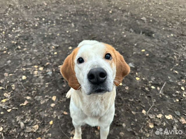 Добрейшая гончая из приюта верит в чудо