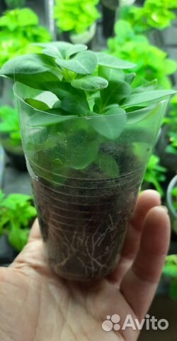 Петунья Рим Маджента