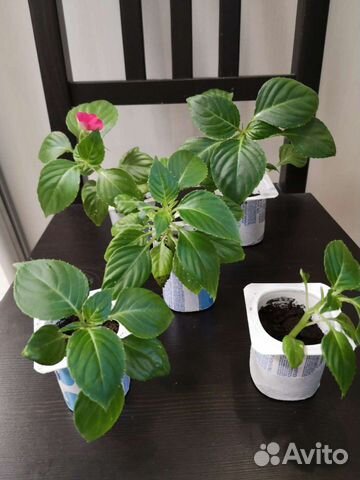 Ванька мокрый, розовый