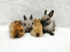Кролики декоративные карликовые малыши на бронь объявление продам