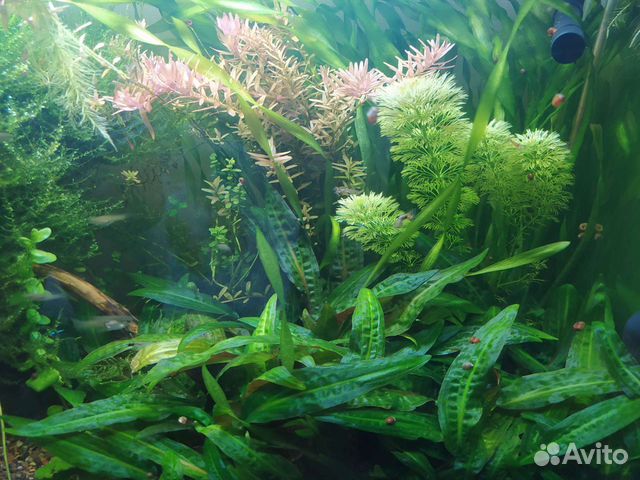 Аквариумные растения