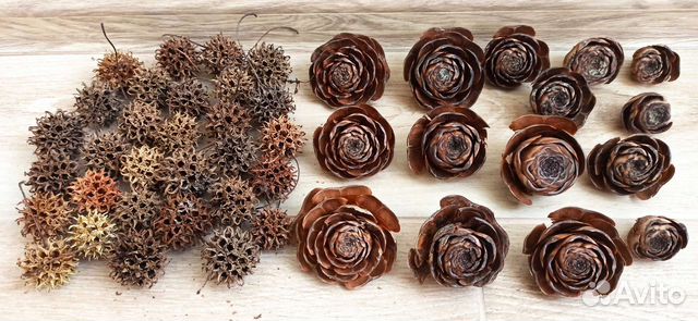 Шишки, гималайский кедр, амбровое дерево, магнолия