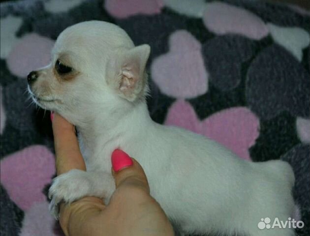 Мальчики и девочки чихуахуа