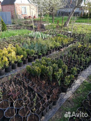 Саженцы декоративных растений