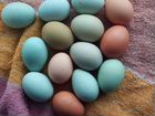Инкубационное яйцо- породистых кур