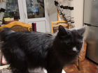 Курильский бобтейл (кошка) и обычный, симпатичный объявление продам