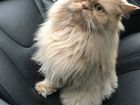 Персидский кот Арсен объявление продам