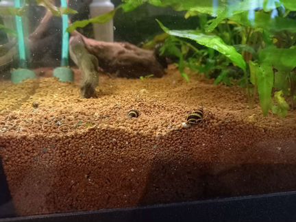 Хищные улитки Хелена