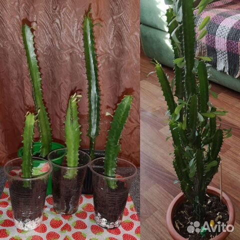 Эуфорбия(молочай треугольный) тригона рубра