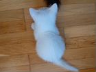 Белый котик объявление продам