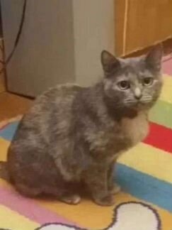 Кошка, трехцветка, Майя