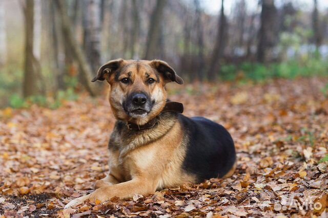 Собаки бесплатно