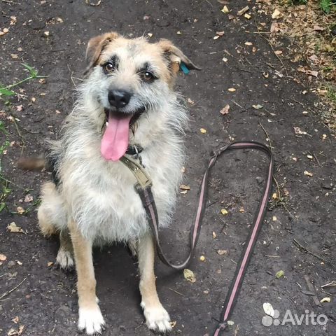 Собаке нужен дом