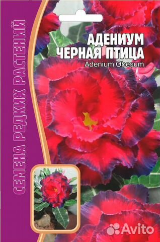 Семена цветов, Адениум Черная птица, 3 сем