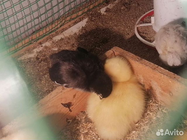 Цыплята, Продам