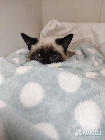 Кастрация, стерилизация, вакцинация и др. услуги