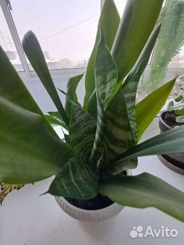 Сансевиерия