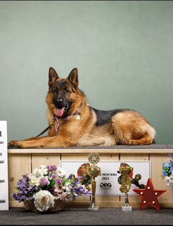 Вязка немецкая овчарка