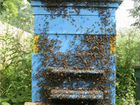 Пчелы и домики объявление продам