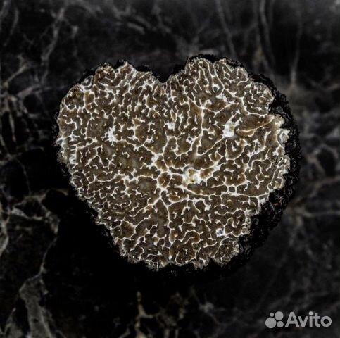 Трюфель Гриб - Tuber Aestivum